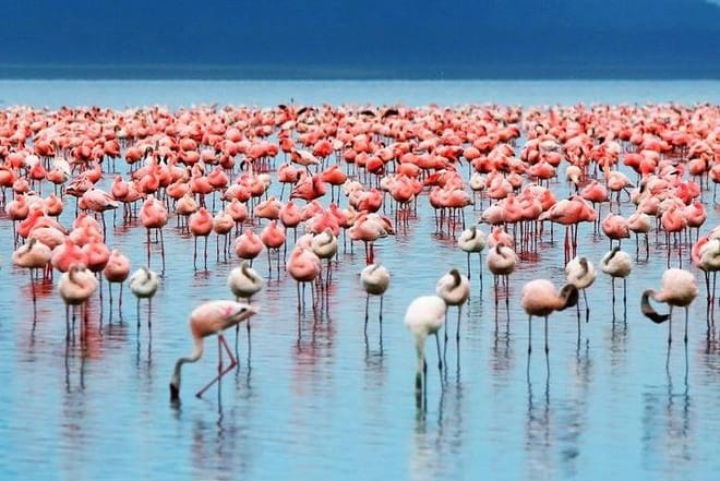 flamingos