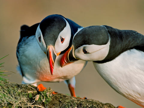 Puffin Express by RIB Speedboat