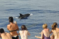 Dolphins watching boat tour