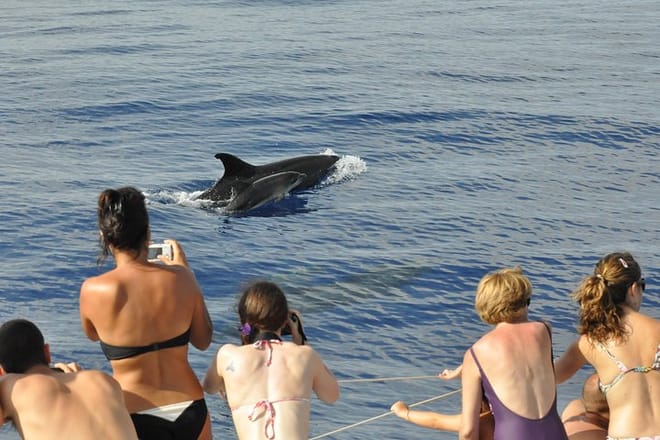 Arieiro Peak & Nun´s Valley in Open Roof 4x4 Tour + Dolphins Watching
