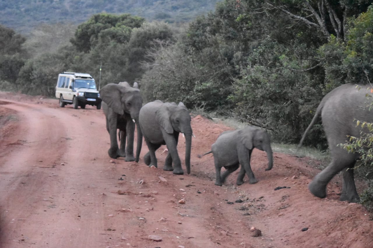 3 DAYS PRIVATE SAFARI TO MAASAI MARA NATIONAL PARK AND KEEKOROK LODGE 8