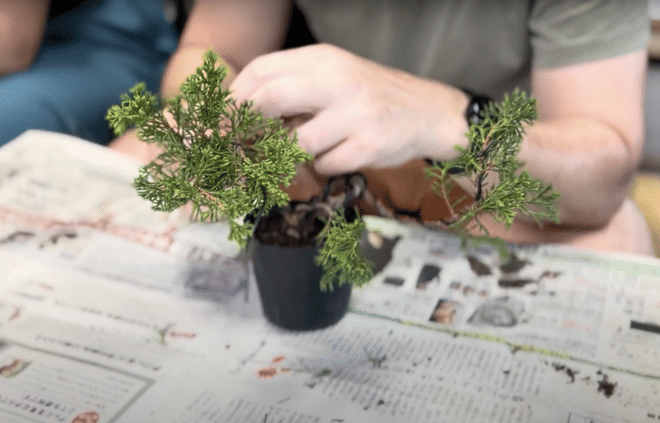 Make Your Own Bonsai with a Professional Bonsai Artist in Tokyo photo 6