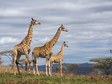 Mara national park