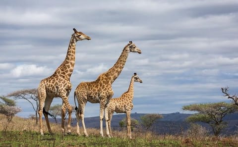 5-Day Budget Tented Camping Safari in Masai Mara, Kenya