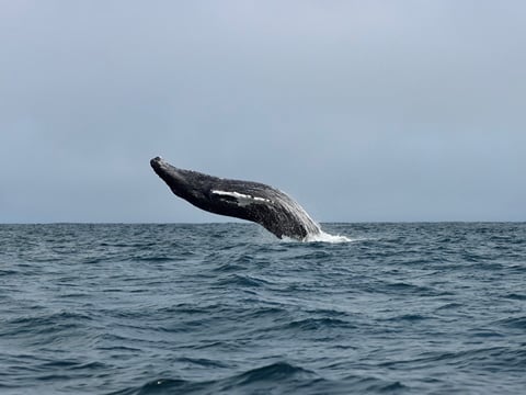 Express Whale Watching From Dalvík, photo 15