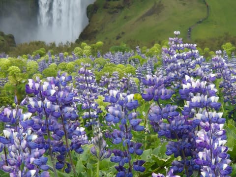 Full Day Private Iceland South Coast Tour , photo 2