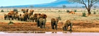 Day tour to Tsavo East National park from Mombasa with pickup 8