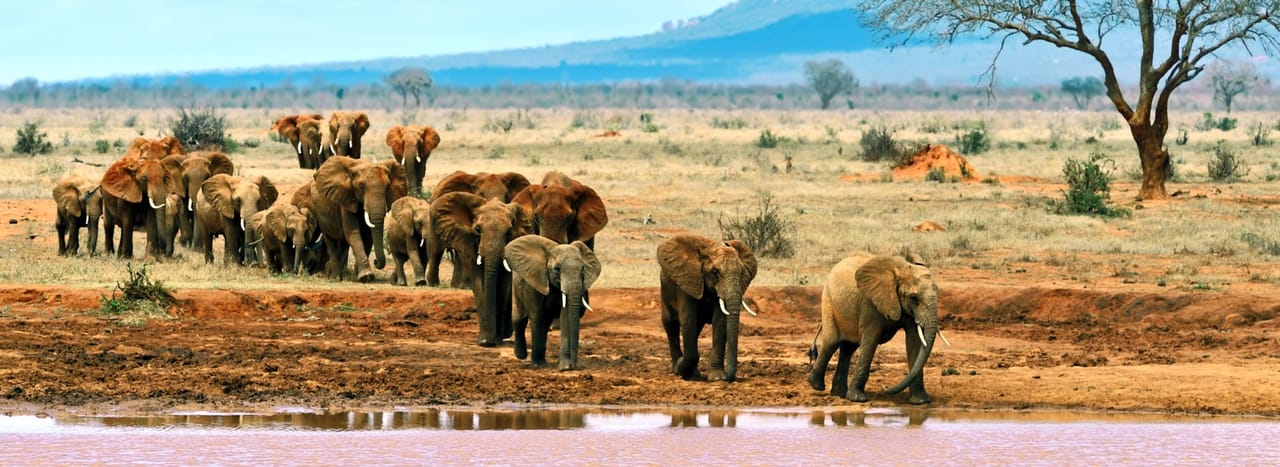 Day tour to Tsavo East National park from Mombasa with pickup 8