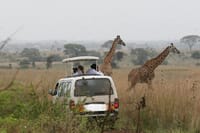 Nairobi National Park game drive