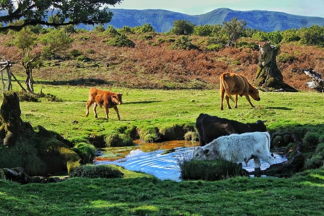 Shore Excursion - Northwest Terraces and Volcanic Pools 4x4 tour 6