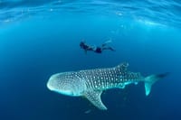 Whale Shark Adventure Day Trip from Zanzibar to Mafia Island 1
