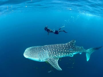 Whale Shark Snorkeling Day Trip from Zanzibar to Mafia Island