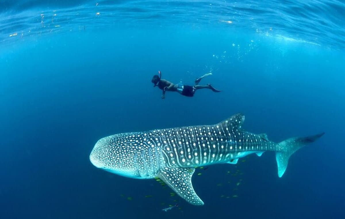 Whale Shark Adventure Day Trip from Zanzibar to Mafia Island