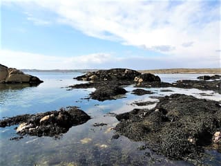 Abalone Farm Tour, Tasting and Coastal Seaweed Walk. Galway. Guided.