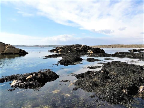 Abalone farm, coastal seaweed walk and tasting tour. Galway. Guided. 