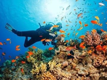 Snorkeling and Diving in Cham Islands from Da Nang or Hoi An