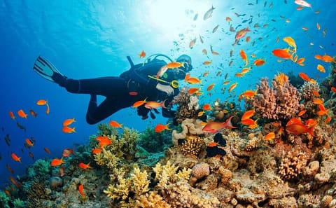 Snorkeling and Diving in Cham Islands from Da Nang or Hoi An