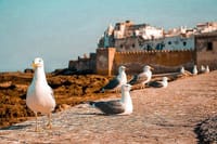 Marrakech to Essaouira Private Full-Day Tour