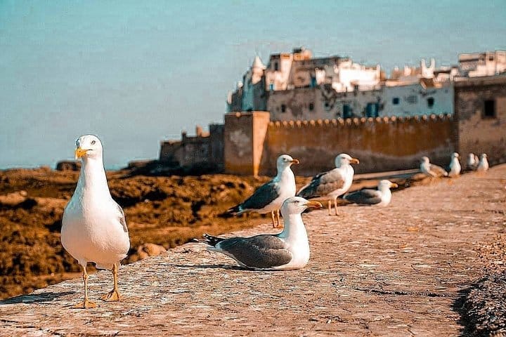 Marrakech to Essaouira Private Full-Day Tour