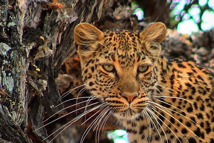 15 minutes scenic helicopter flight above Victoria Falls-Zimbabwe