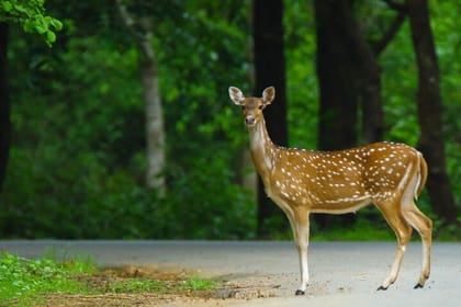 Goa to Anshi National Park, Extension to Wildlife Safari Tour