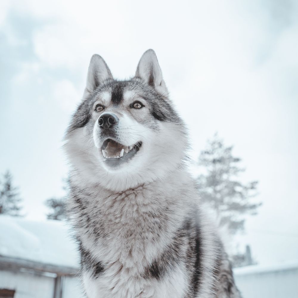 Siberian Husky, Husky Park visit, Rovaniemi Lapland