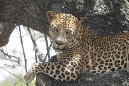 Leopard Full Day Safari Yala National Park from Yala