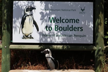 Table Mountain, Chapmans Peak , Penguins and Wine Tasting
