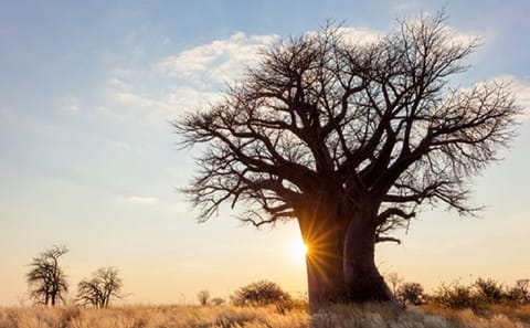 7 Days Best of Tanzania Safari