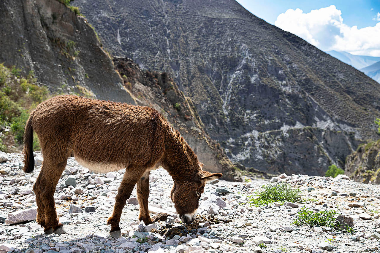 Humahuaca Gorge and Iruya 2 Days Journey from Salta 4
