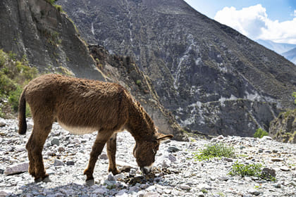 Humahuaca Gorge and Iruya 2 Days Journey from Salta
