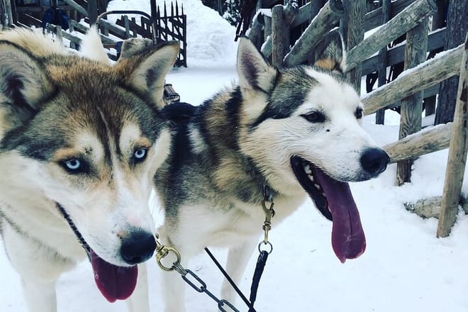 Visit Santa in Arctic Circle with Husky ride and lunch from Levi. photo 6