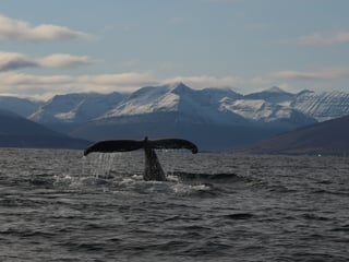 Classic Whale Watching from Dalvík, photo 16