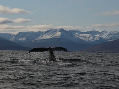 Classic Whale Watching from Dalvík, photo 16