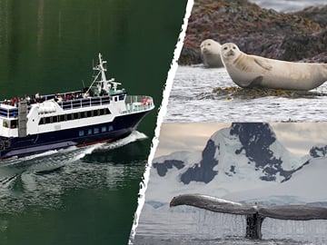 Experience the excitement of whale watching, a must-do in Iceland