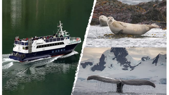 A cover photo for a whale watching tour featuring a drone shot of a vessel, a seal and a whale tail poking out of the sea