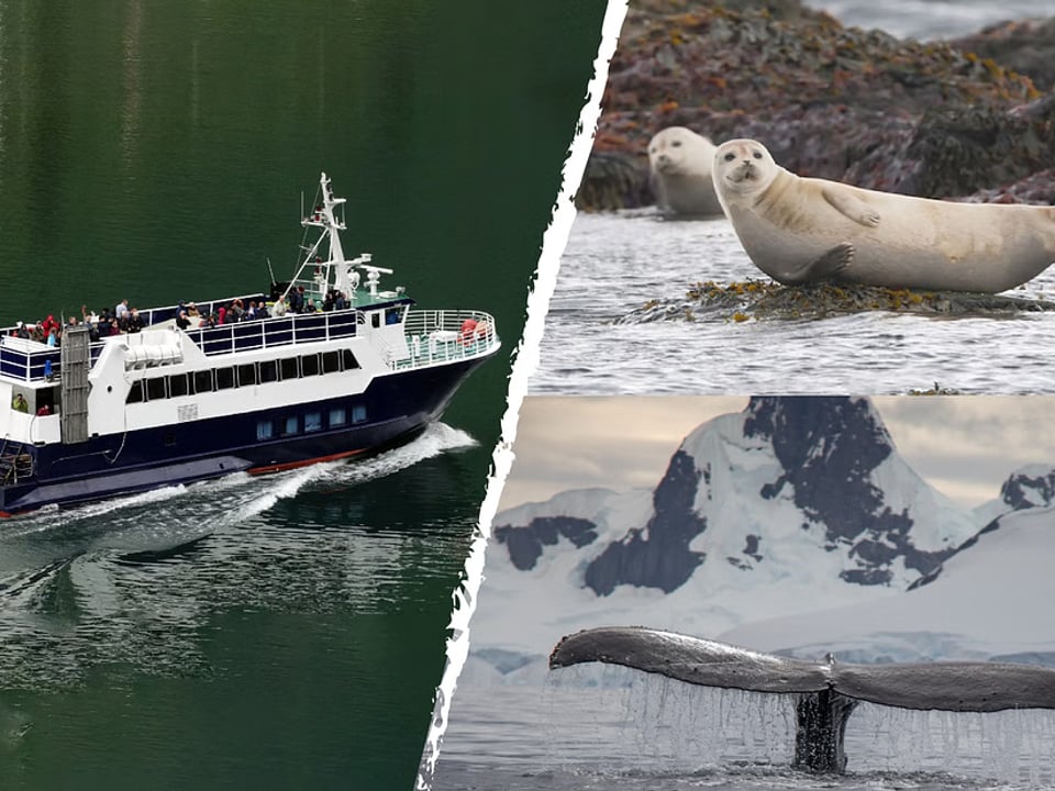 Whales & Waves: An Epic Marine Adventure Tour — Your Friend in Reykjavik