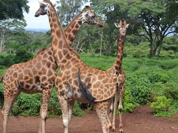 Giraffe Center Half-Day Tour from Nairobi with Interactive Experience