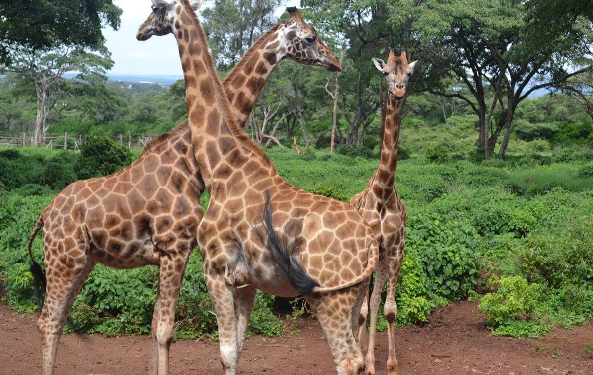 Giraffe Center Half-Day Trip from Nairobi