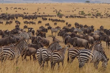 Private 3-Day Jeep Safari in Maasai Mara from Nairobi