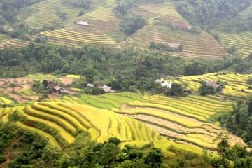 Trekking the Terraced Fields of Hoang Su Phi, Vietnam - 4 Days