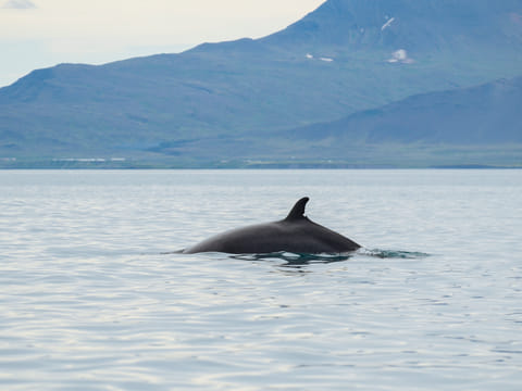 Reykjavík Classic Whale Watching without pickup, photo 3