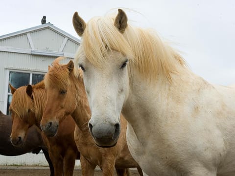 Golden Circle & Horse Riding