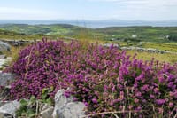 Explore Cape Clear island departing from Schull - Self-guided 6