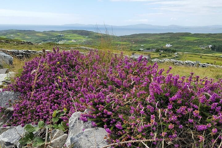 Explore Cape Clear island departing from Schull - Self-guided 6