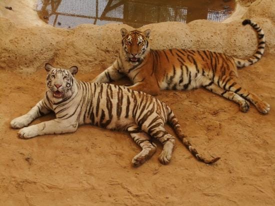 Abu Dhabi: Emirates Park Zoo – Interact, Explore, Discover Wildlife!