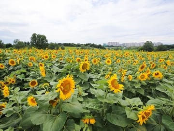 Private Day Tour to Anseong Farm Land and Gwangmyeong Cave
