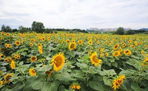 Private Day Tour to Anseong Farm Land and Gwangmyeong Cave