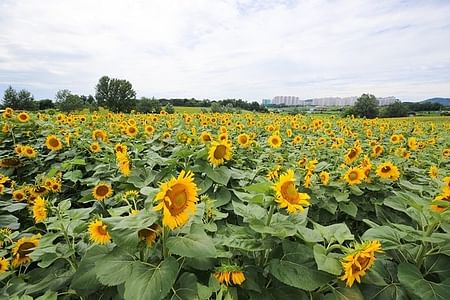 Private Tour to Anseong Farmland & Gwangmyeong Cave: A Family Adventure