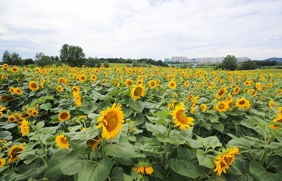 Private Full day Tour Anseong Farm Land with Gwangmyeong Cave